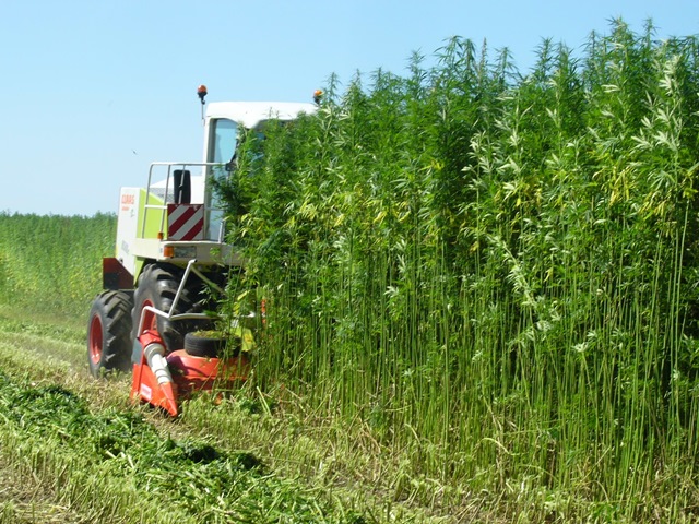 Hemp farm