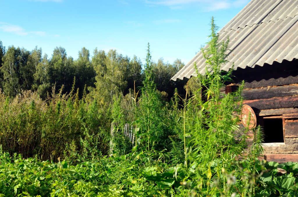 Large green bushes of wild cannabis Ruderalis in the garden in the village of Russian Siberia are growing on the background of the wooden barn of timber and taiga trees.
